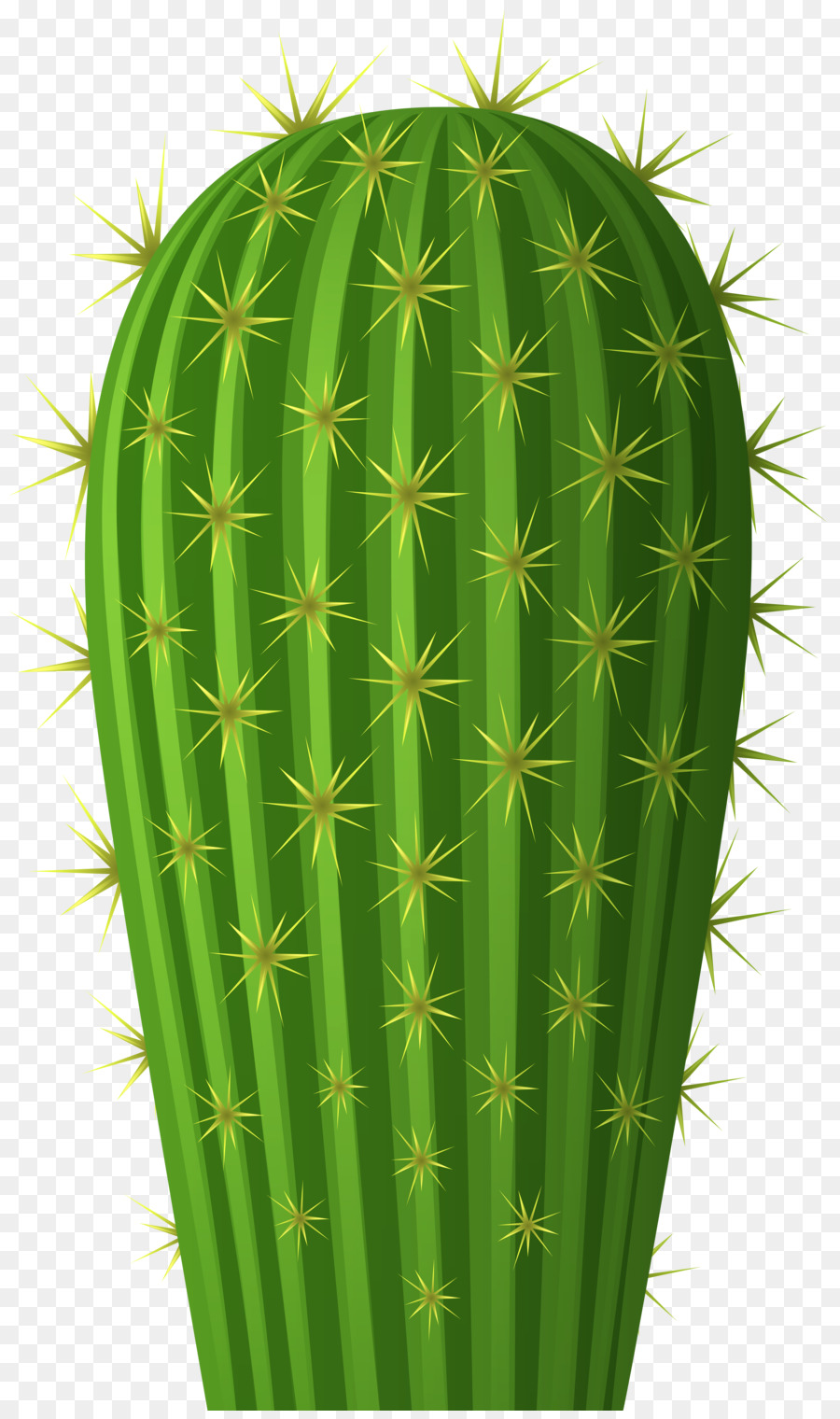 Cactus. Кактус. PNG. em 2023  Arte com cactos, Cactos desenho, Ilustrações