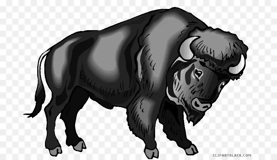 Búfalo De água，Buffalo PNG