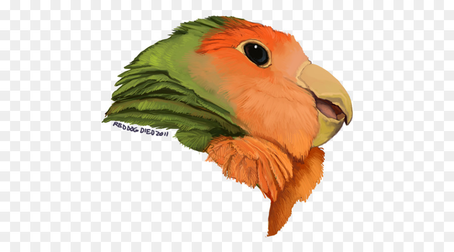 Papagaio，Pássaro PNG