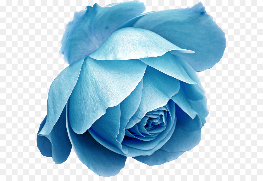 Rosa Azul, Flor, Azul png transparente grátis