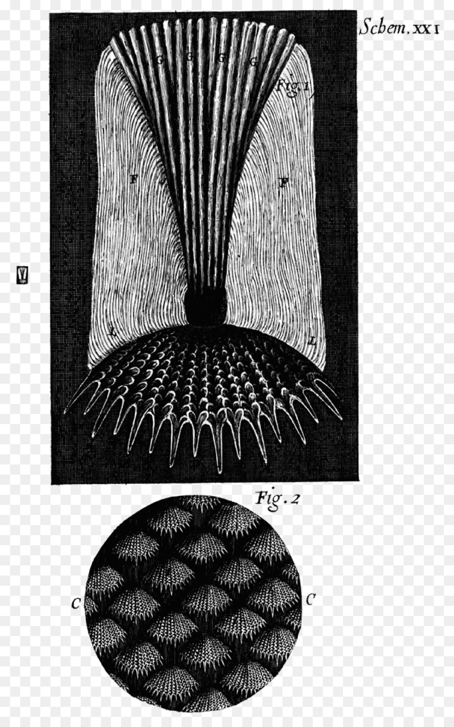 Micrographia，Microscópio PNG