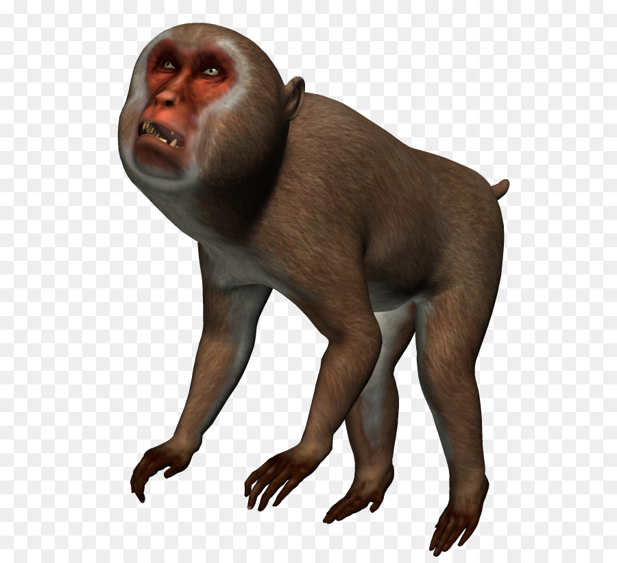 Macaque，Ape PNG