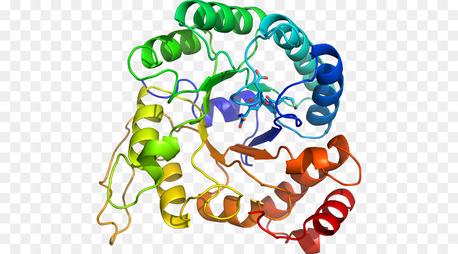 Proteína，Molécula PNG