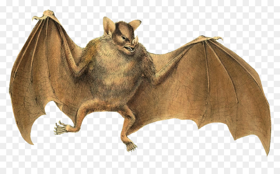 Bat，Desenho PNG