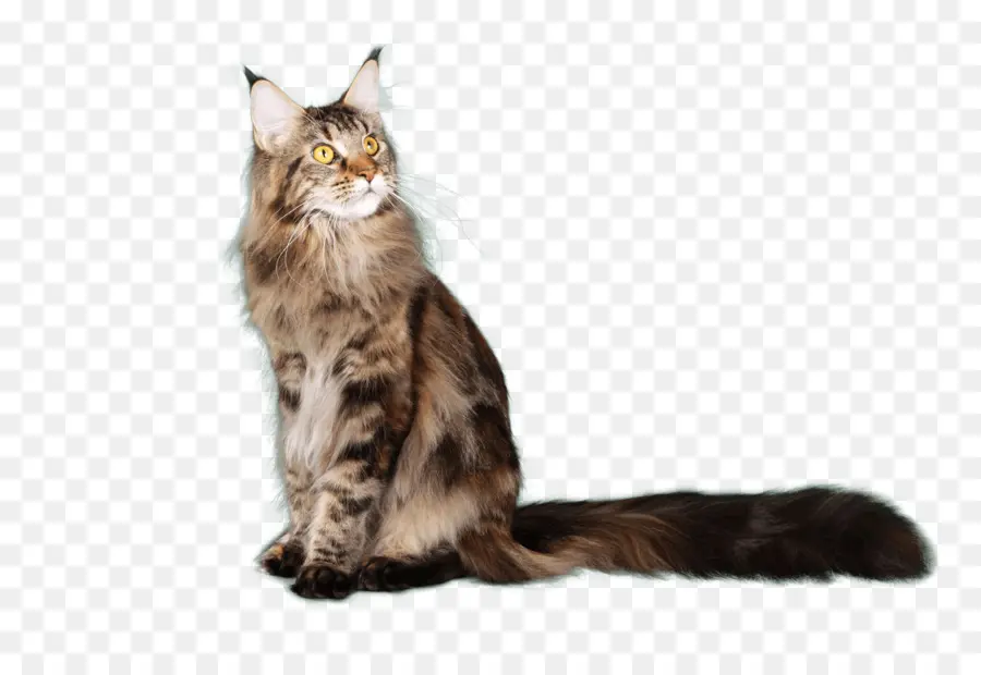 Maine Coon，American Shorthair PNG