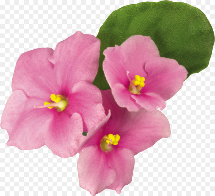 Flores Roxas，Florescer PNG