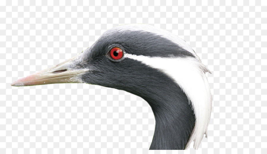 Aves，Earth PNG