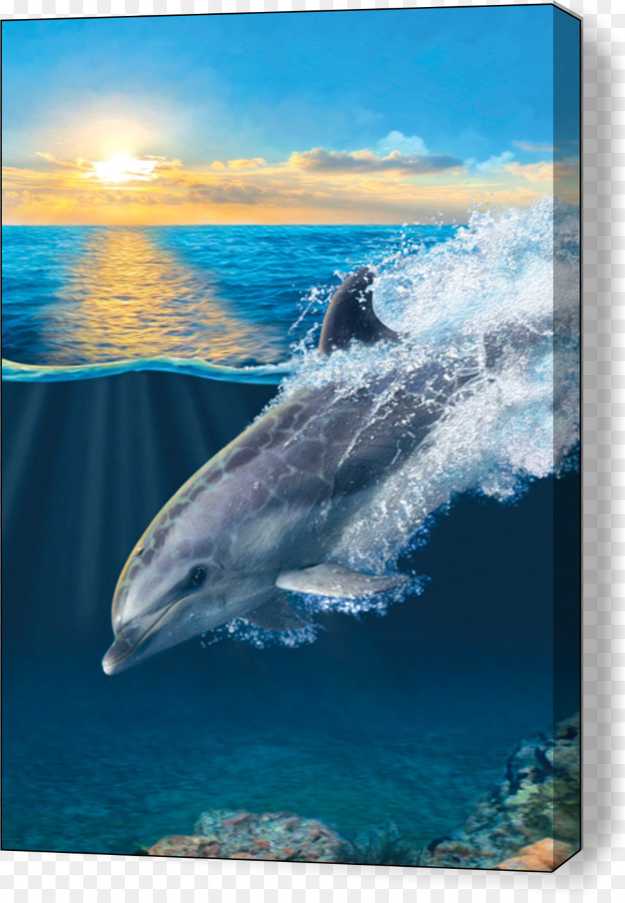 Boto，Dolphin PNG