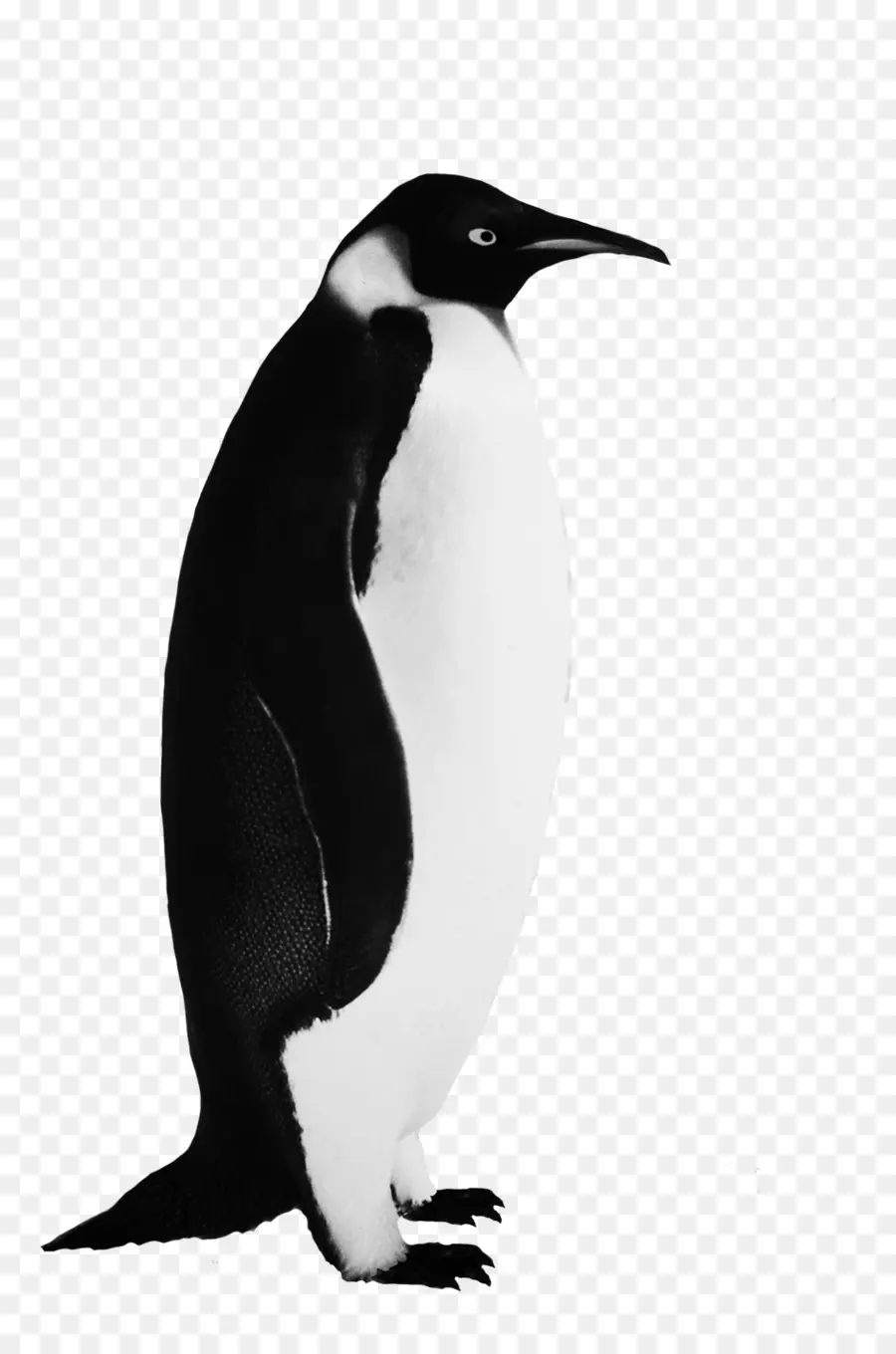 Pinguim，Pássaro PNG