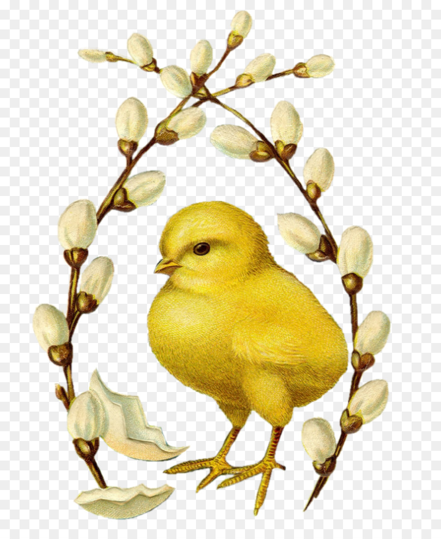 Bico，Amarelo PNG