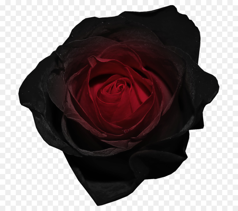 Black Rose，Rosa PNG