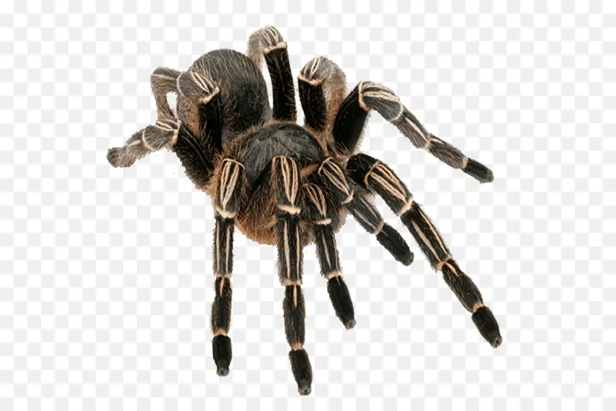 Aranha，Aracnídeo PNG