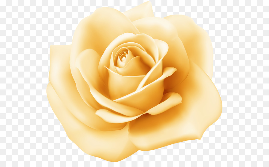 Rosa Branca，Florescer PNG