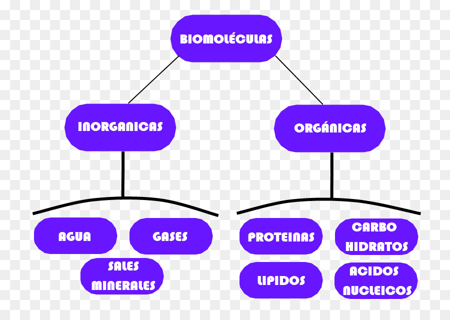 Biomolécula，Química PNG