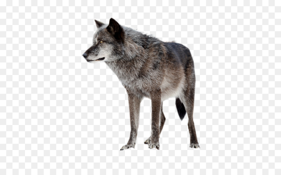 Lobo，Canino PNG