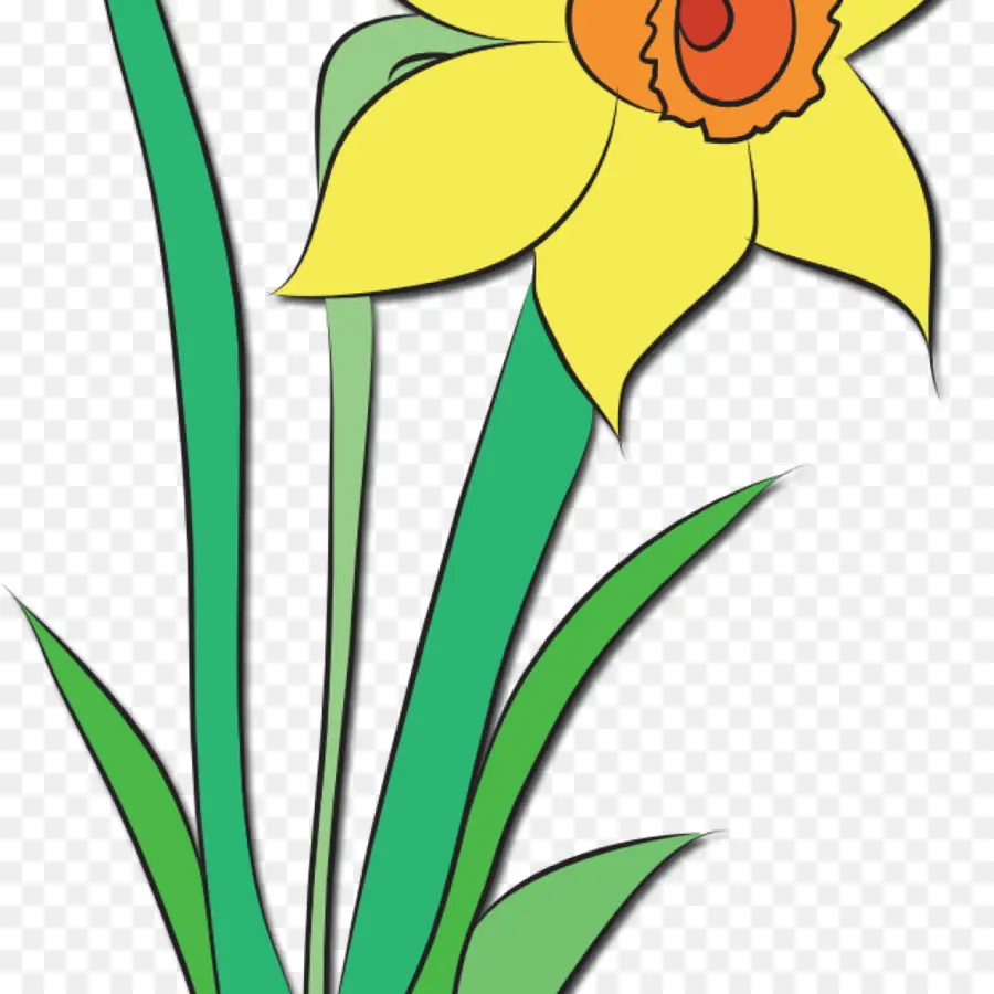 Narciso Amarelo，Folhas Verdes PNG