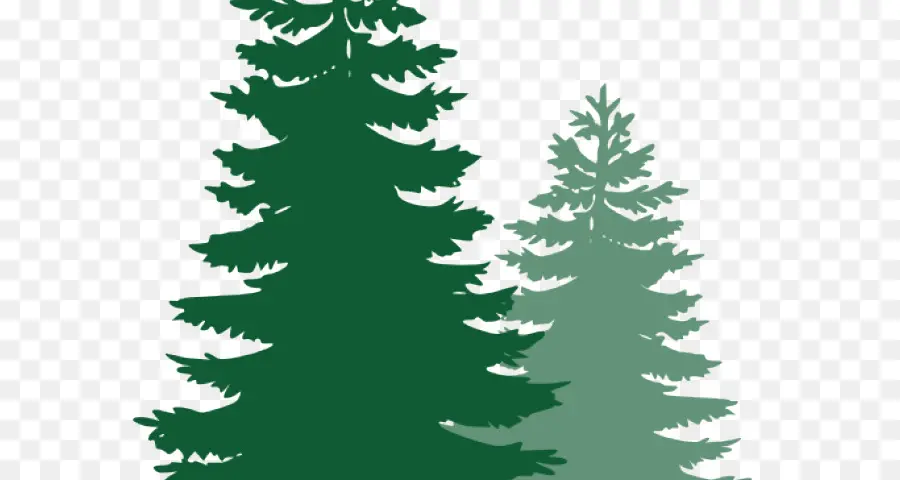 Pine，Fir PNG