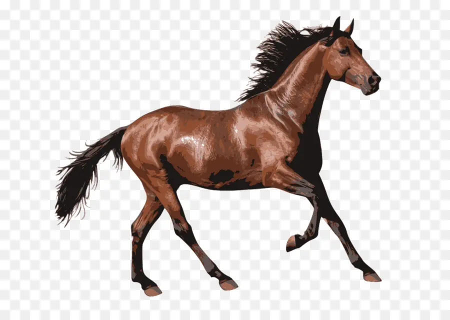 Cavalo，Corridas De Cavalos PNG