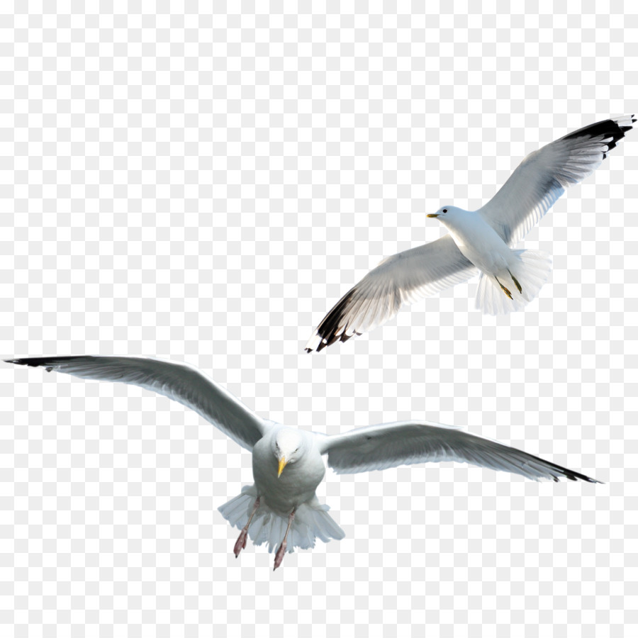 Featured image of post Gaivotas Png A maior parte das gaivotas pertence ao grande g nero larus