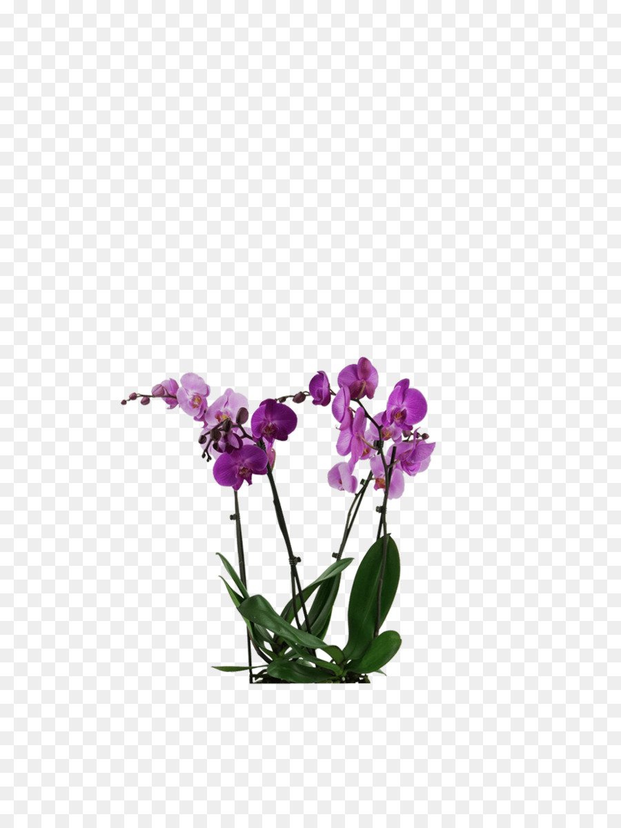 Orquídea Roxa，Plantar PNG