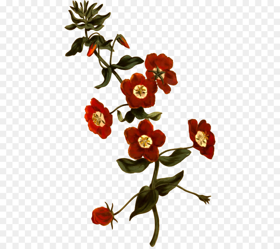 Botânico Ilustração，Scarlet Morrião PNG