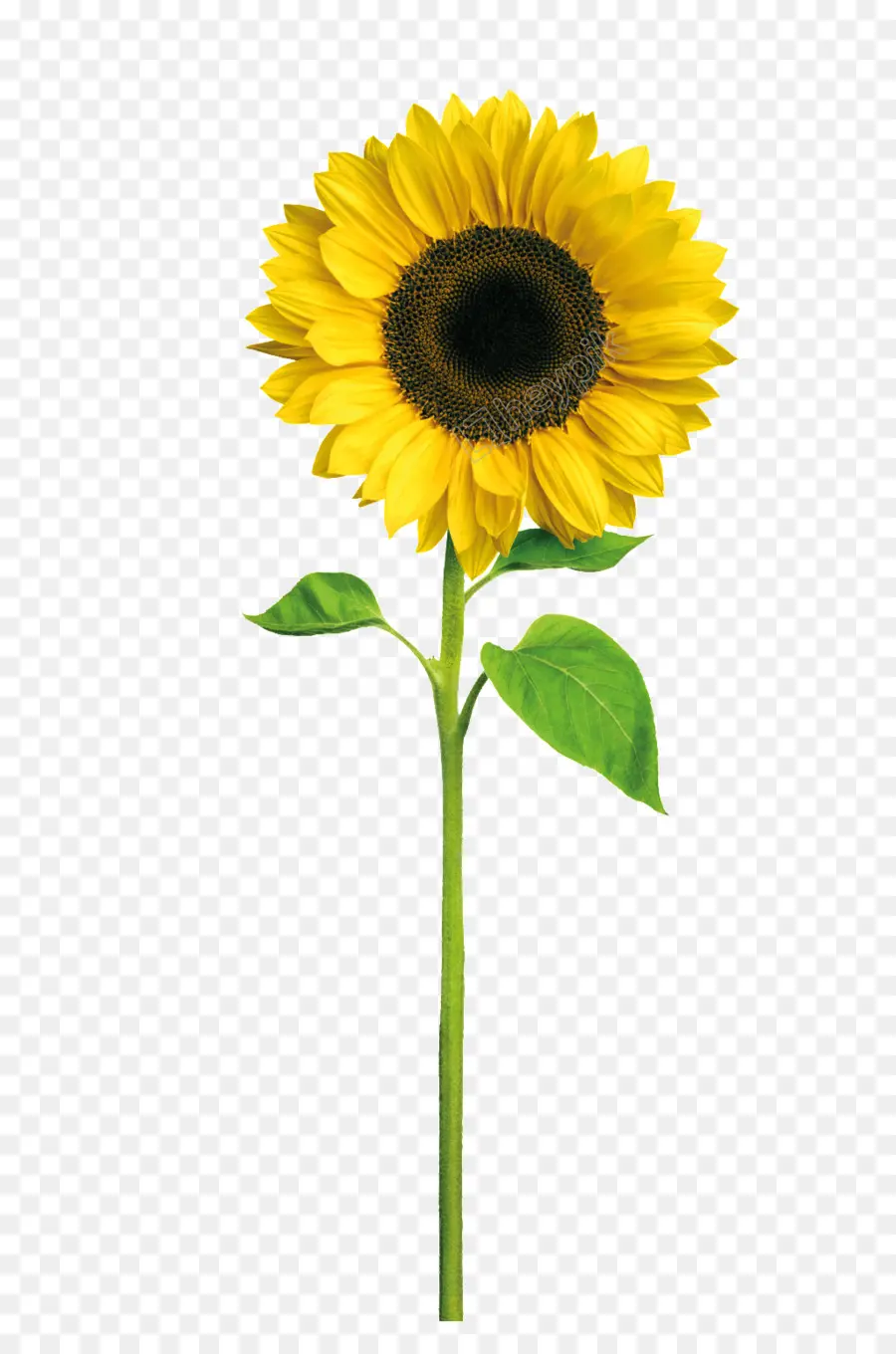 Girassóis，Amarelo PNG