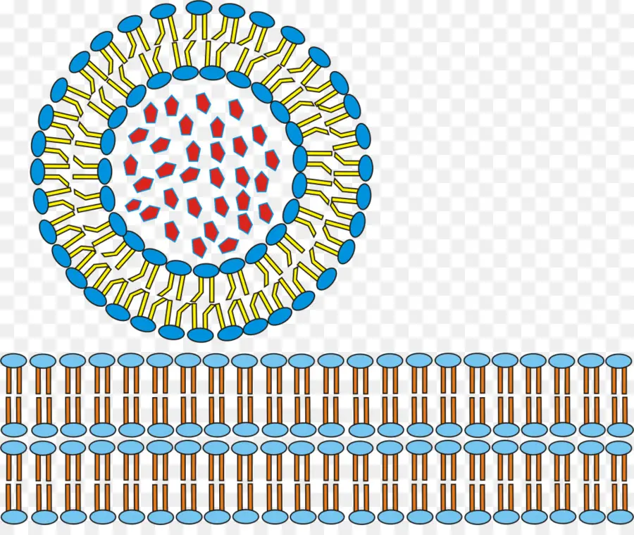 Lipossoma，Célula PNG