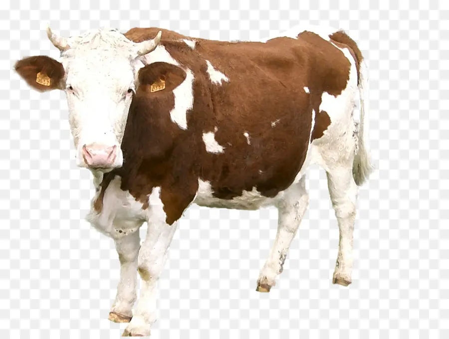 Vacas，Pecuária PNG