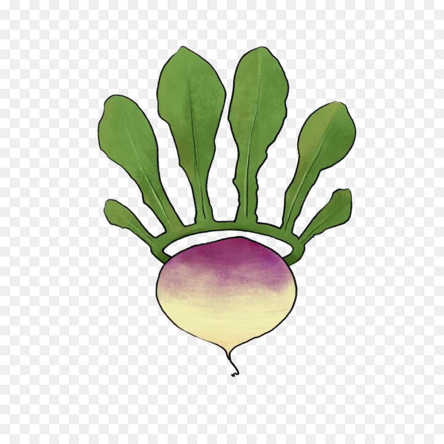 Vegetal，Nabo PNG