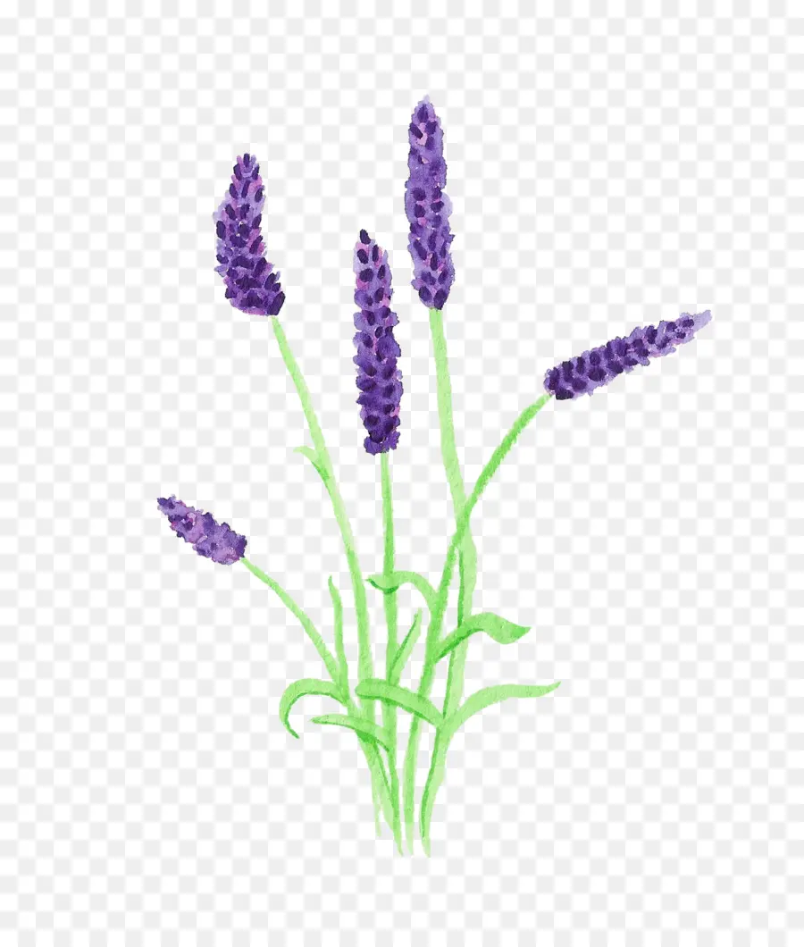 Lavanda，Roxo PNG