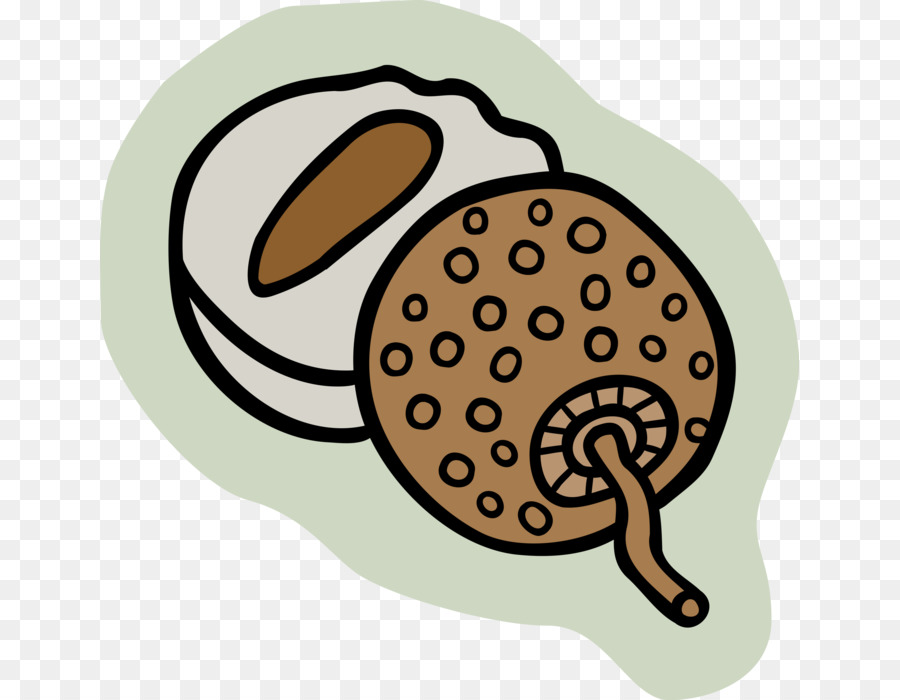 Caracol，Alimentos PNG