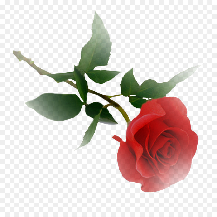 Rosas，Florescer PNG