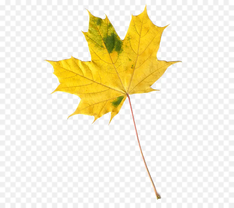 Maple Leaf，Folha PNG