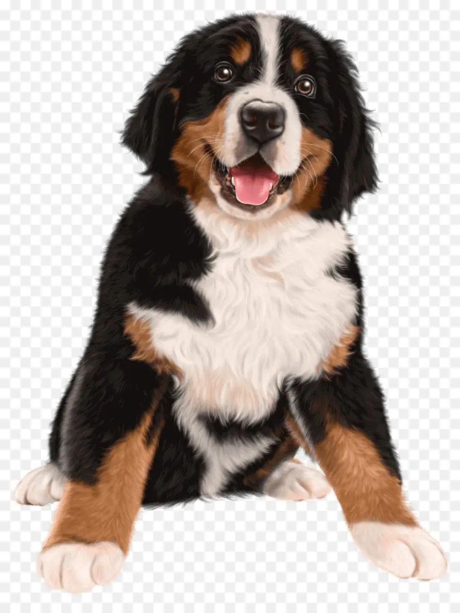 Cão De Montanha Bernese，Preto PNG