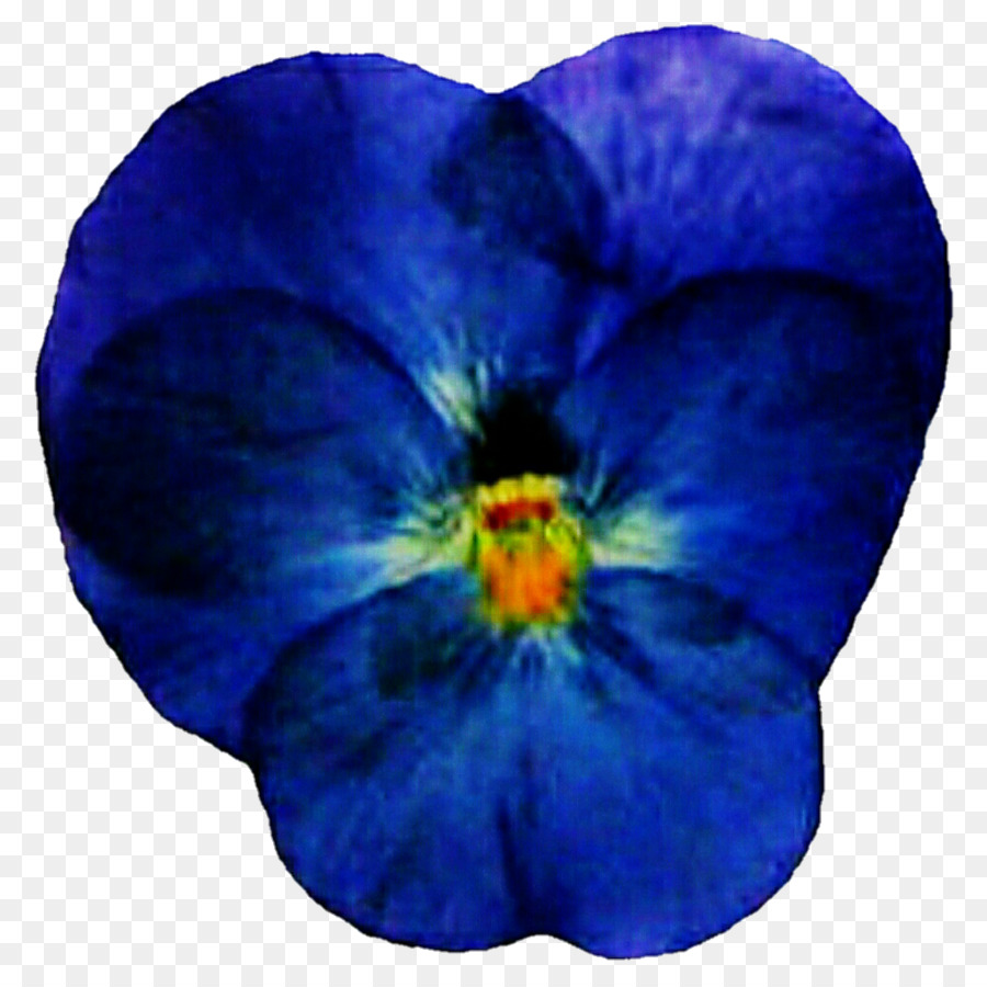 Pansy，Flor PNG