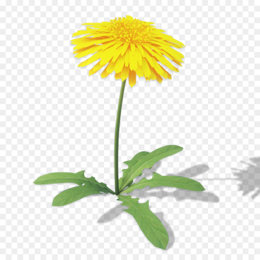 Crisântemo，Oxeye Daisy PNG