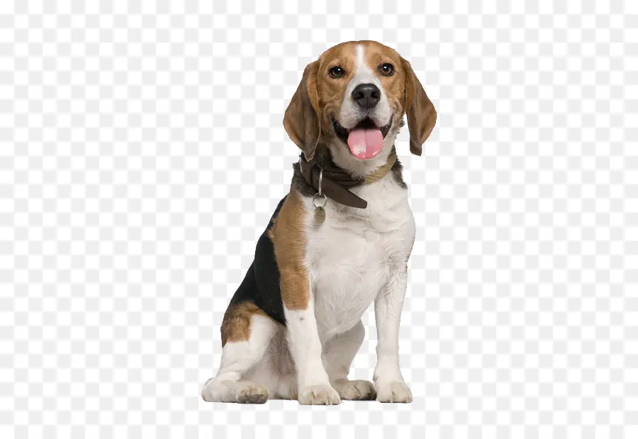 Beagle，Chinese Crested Dog PNG