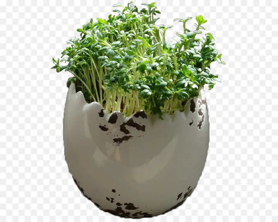 Erva，Flowerpot PNG