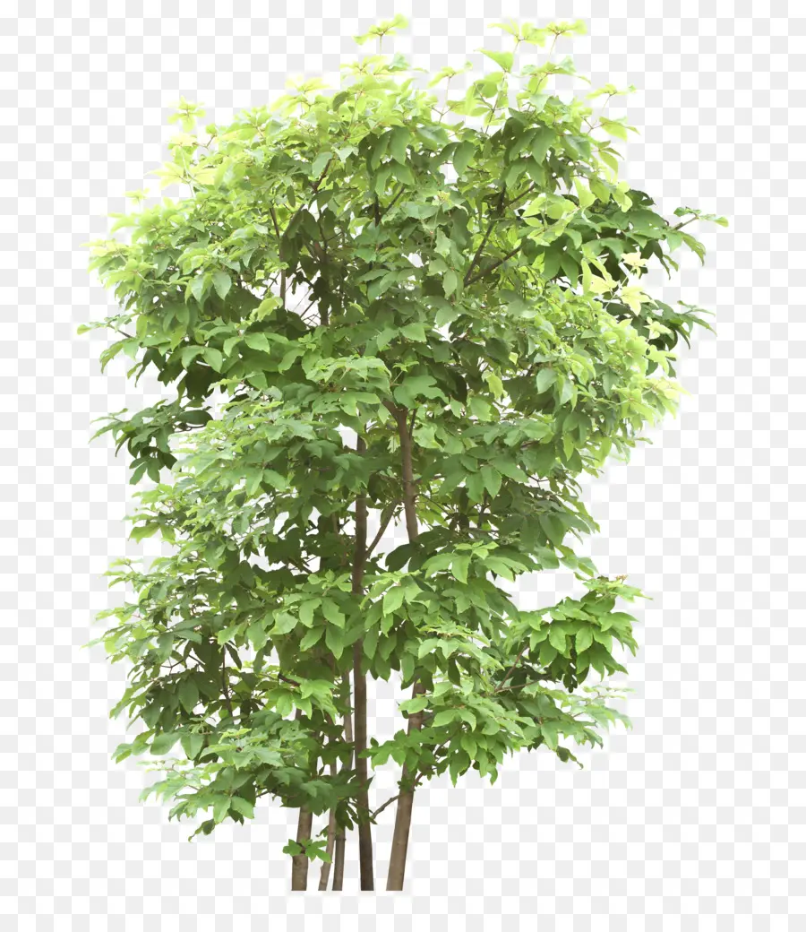 árvore，Outtree PNG