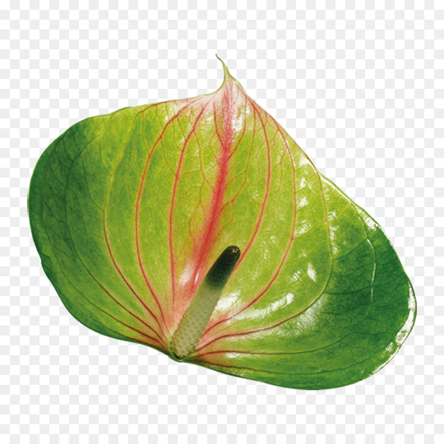 Folha Verde，Natureza PNG