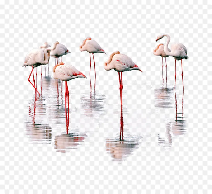 Flamingos，água PNG