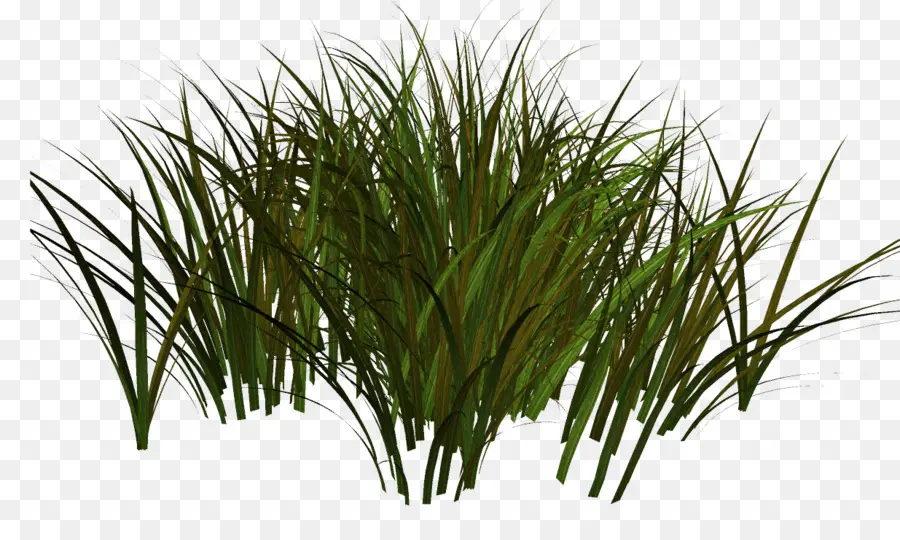 Sweet Grass，Planta Herbácea PNG
