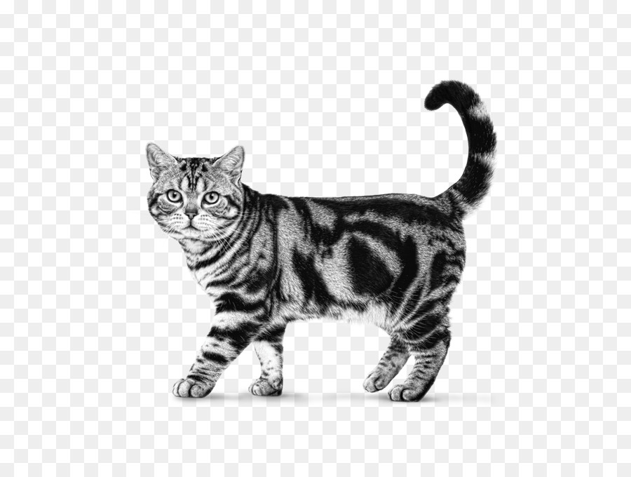 American Shorthair，Bobtail Americano PNG