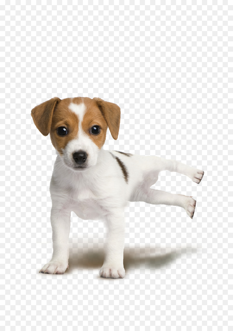 Jack Russell Terrier，Parson Russell Terrier PNG