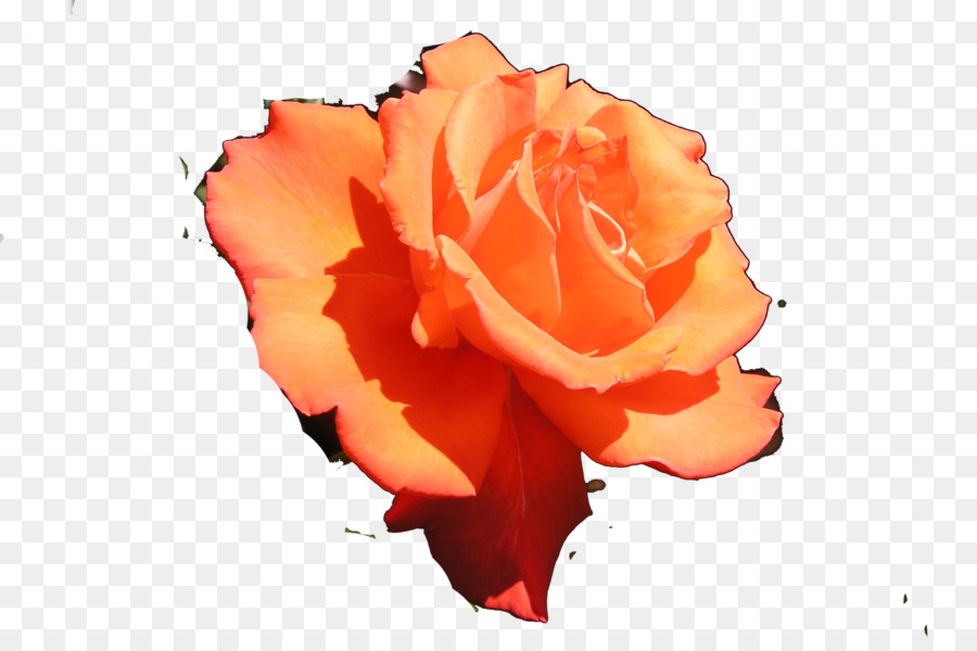 As Rosas Do Jardim，Royal National Rose Sociedade Jardins PNG
