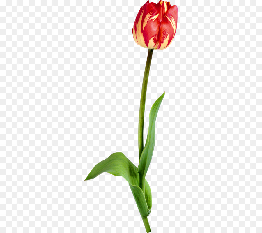 Tulip，Desenho PNG