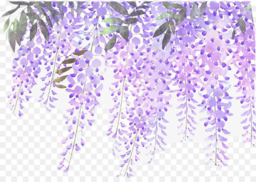 Flor，Lavanda PNG