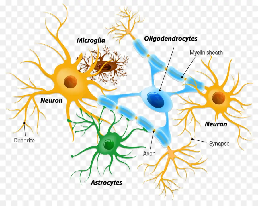 Astrocyte，Glia PNG