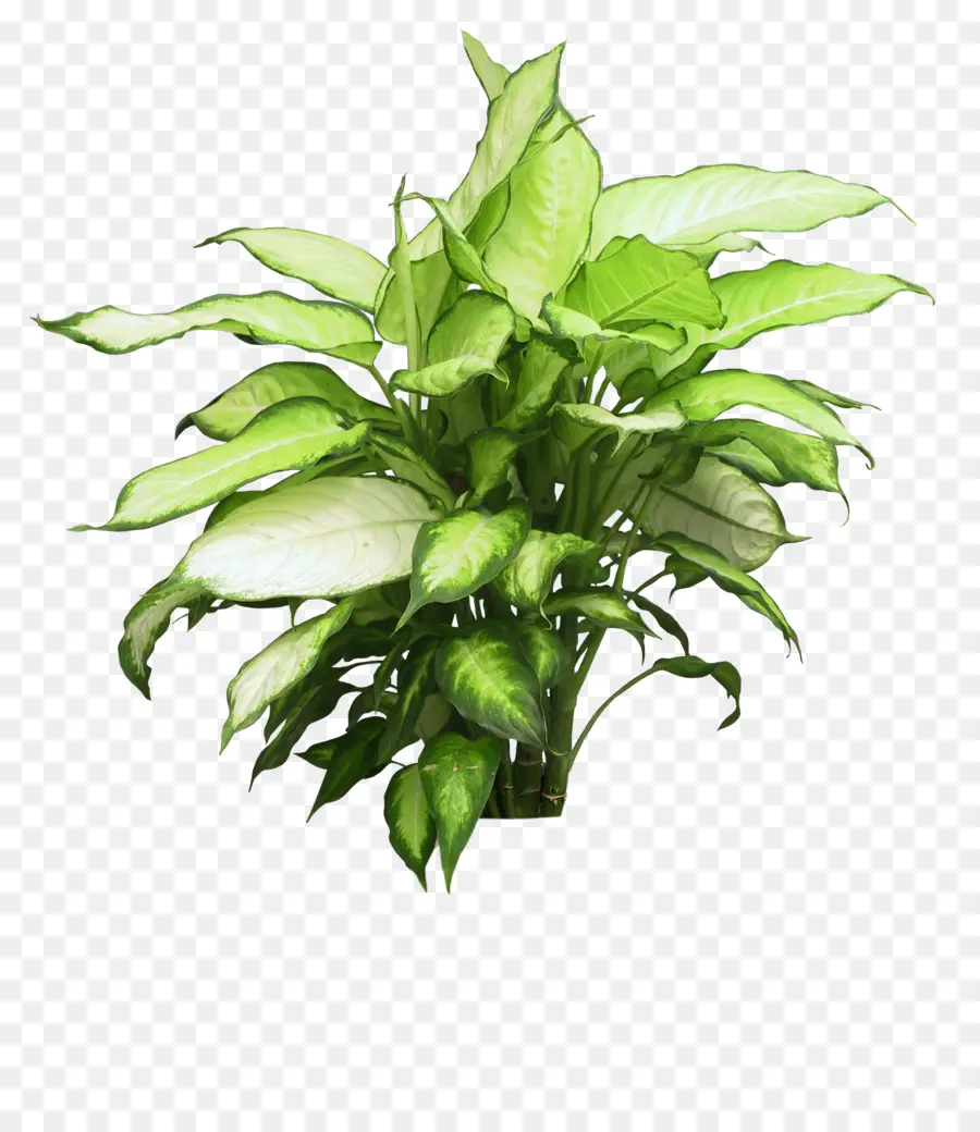 Planta Em Vaso，Interior PNG