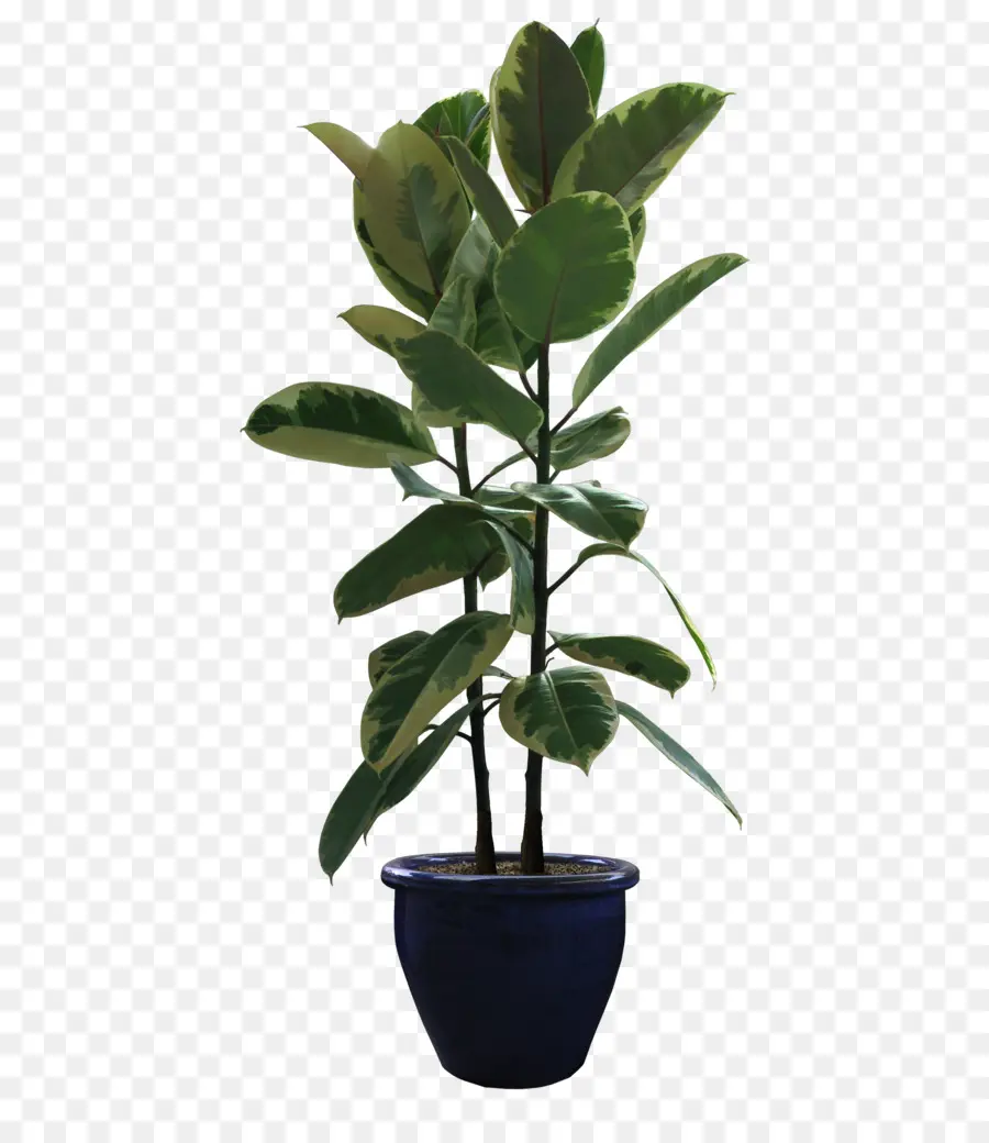 Flowerpot，Planta De Casa PNG